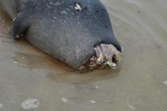dead seal off fire island may be victim of shark attack